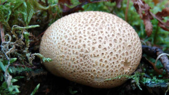 Common earthball - an amateur will confuse it with a truffle and will experience unpleasant results of disappointment