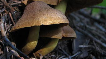 Mushrooms occurring in Europe - Cortinarius cinnamomeus