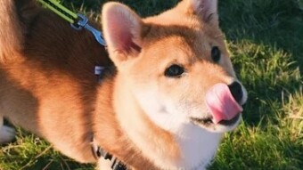 Where Will Shiba Inu Price Go Next?