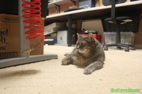 Tesla's gaze
