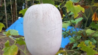 Pumpkin photography