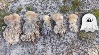 Scleroderma septentrionale - autumn sand fungus - like a little ghost