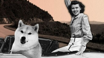 Shiba Inu Developers Settle Dispute with CoinMarketCap, Pledge to Fix ‘Wormhole Addresses’