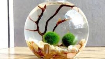 Do you know Marimo?