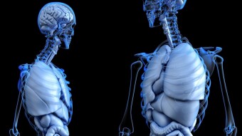 What are Ligaments?