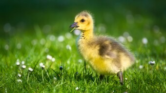 Ugly Duckling