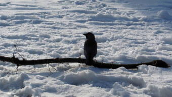 Birdy, wintery, beautiful, sunny and problem-free