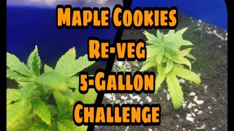 Maple Cookies Re-veg 5-gallon challenge update #1