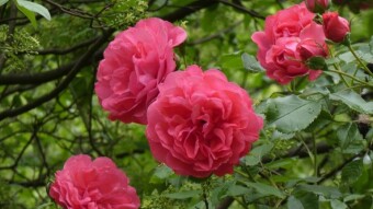 The first beautiful bloom of roses this year in the Silesian Rosarium