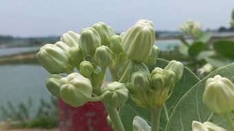 Flower Photography.