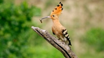 Hoopoe (Upupa epops) - Like a huge clumsy butterfly