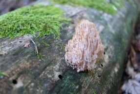The Mycelium Of Life