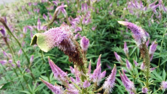 In the park garden. More beautiful and strange flowers