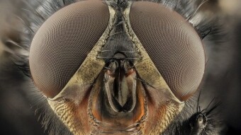 10 bugs to eat