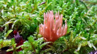 Fascinating shapes, colors and forms of mushrooms - mushrooms like corals