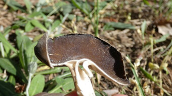 Helvella spadicea - Bactericidal properties
