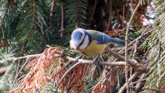Today a whole spectrum of birds visited the feeding department