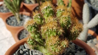 Cereus peruvianus var. monstrose