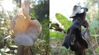 There is a black sheep in every family - White saddle (Helvella crispa) and Slate gray saddle (Helvella lacunosa).