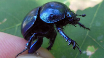 Forest insect from "dirty work" but extremely useful - Spring beetle