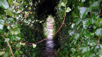 Common ivy - medicine in poison, my home cultivation