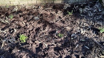 Last Minute Gardening!