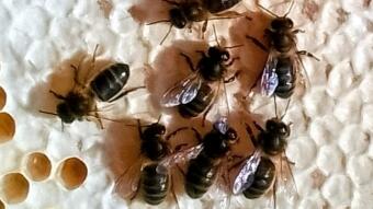 Dark bee sponsorship or Adopt a Hive