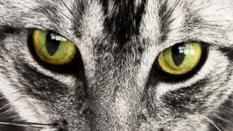 Own A Cat? You Could Be Luckier Than You Think!