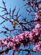 Smartphonephotography