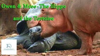 Owen & Mzee - The Hippo and the Tortoise