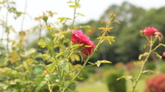 ROSE IS SYMBOL OF LOVE   **The best thing I've done in my life is to love you Rose.