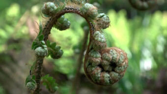 Beautiful forest plants that we rarely pay attention to