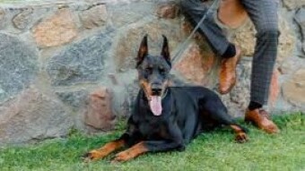 Dobermann