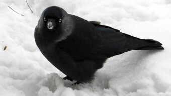 Meeting my bird family today - My Actifit Report Card: December 16 2022