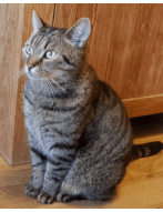 Update 13: Cats cryptocurrency prediction experiment!