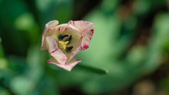 Macro Photography Flowers #01