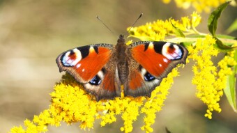 Peacock Eye (Inachis io)