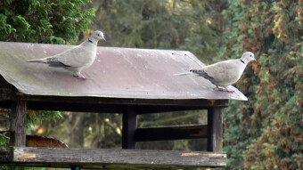 Turkish turtledove - a smaller and calmer variety of pigeons