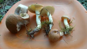 Scrambled eggs in butter with fresh mushrooms in a backpack version