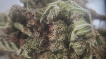 2x2 Autoflower Day 50 - Mars hydro ts 600 -