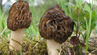 Mushrooms occurring in Europe - Mitrophora semilibera