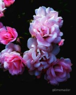 Roses in the Botanical Garden