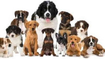 Horoscope dogs: What breed is suitable for your sign?