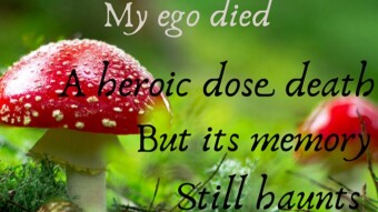 A Heroic Dose Of Mushrooms