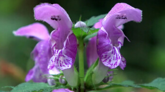 Spring plants in mushroom forests - Lamium lakulatum and Ophrys lutea