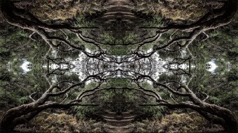 Missing the Forest for the Trees Because of a Forest's Trees
