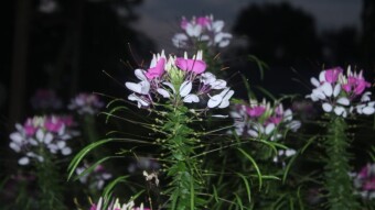 SOME PHOTOGRAPHY PROVED THAT WORLD IS SO BEAUTIFUL.PART # 8