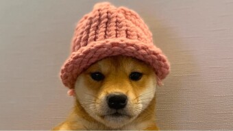 The Dogwifhat Price Plunges 8%, but Relief May Be Coming