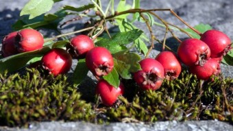 Hawthorn - Medicinal properties, tincture of hawthorn - from the May flower to the October fruit