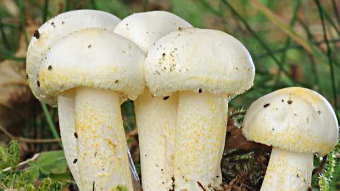 Mushrooms occurring in Europe - Hygrophorus chrysodon